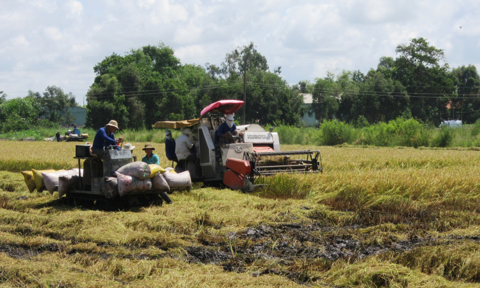 Vụ lúa hè thu huyện Mộc Hóa thu hoạch 19.581ha