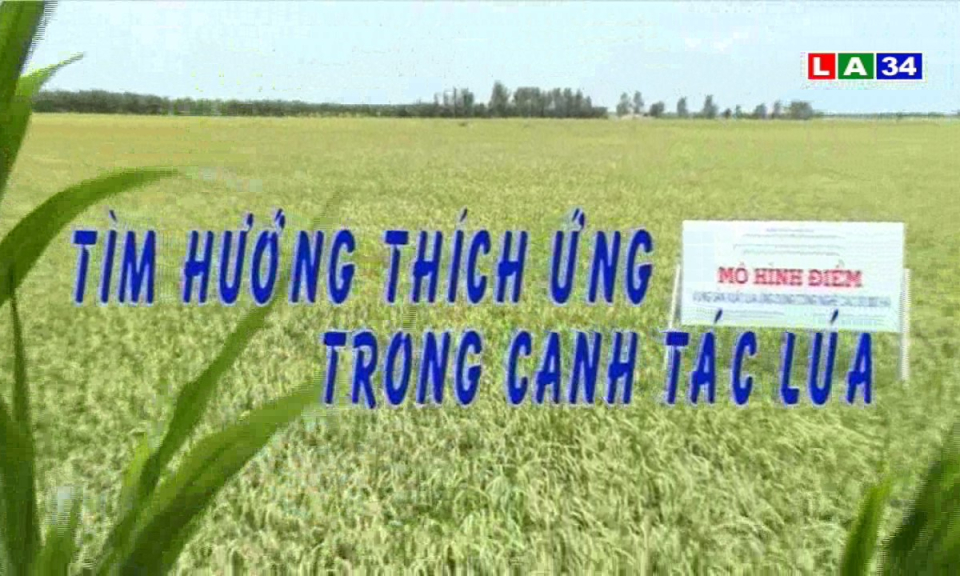 Tìm hướng thích ứng trong canh tác lúa