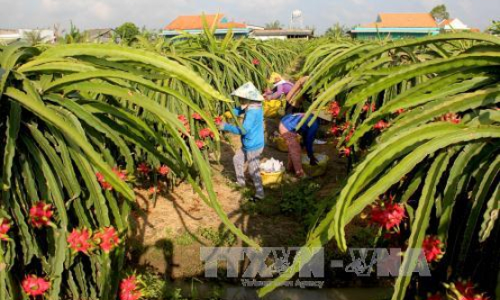 Việt Nam xuất khẩu lô thanh long đầu tiên sang Australia