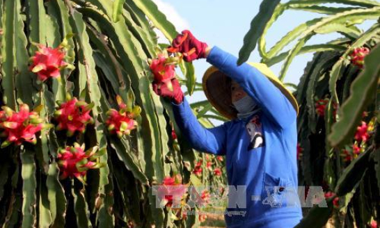 Tìm hướng đi bền vững cho cây thanh long