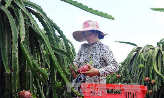 Phát triển thanh long theo hướng công nghệ cao