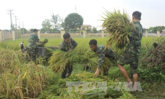 Bão số 10: Thanh Hóa huy động 1.000 máy gặt thu hoạch lúa tránh bão