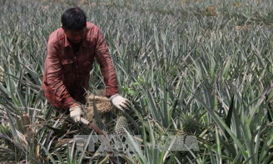 Đánh thức tiềm năng vùng Đồng Tháp Mười &#8211; Bài 1: Chuyên canh nơi vùng lũ