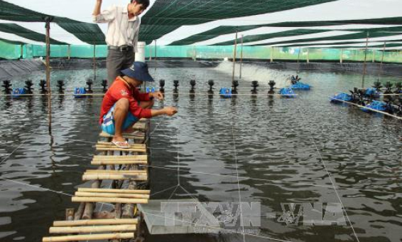 Phát triển nuôi tôm siêu thâm canh