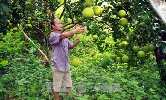 Tỷ phú trồng bưởi bên dòng sông Gâm