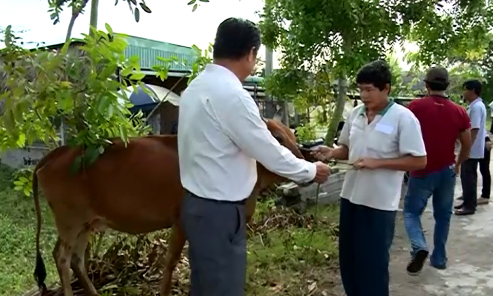 Tân Trụ giao bò nuôi sinh sản cho hộ nghèo