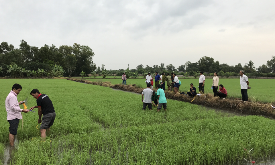 Thủ Thừa: Mô hình canh tác lúa thông minh, thích ứng với biến đổi khí hậu