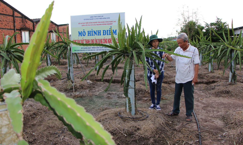 Long An: Giá thanh long tăng mạnh sau khi xuất khẩu sang Úc