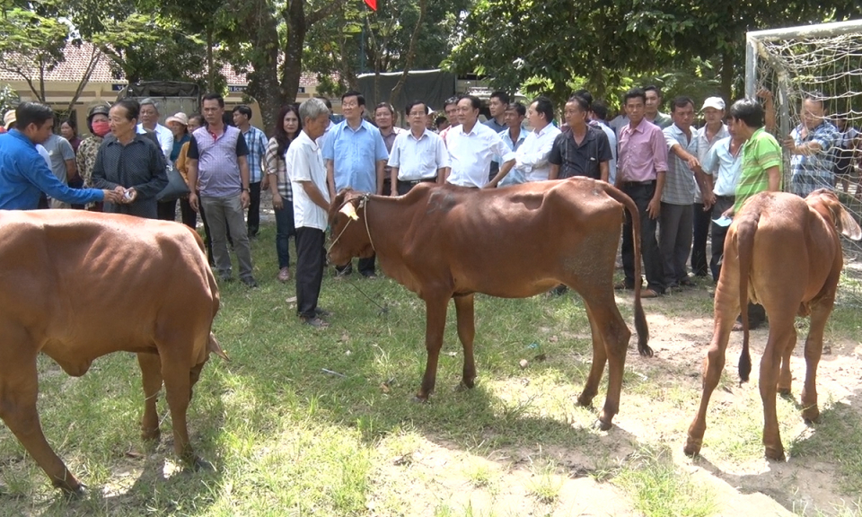 Đức Hòa: tặng 50 con bò giống cho hộ nghèo