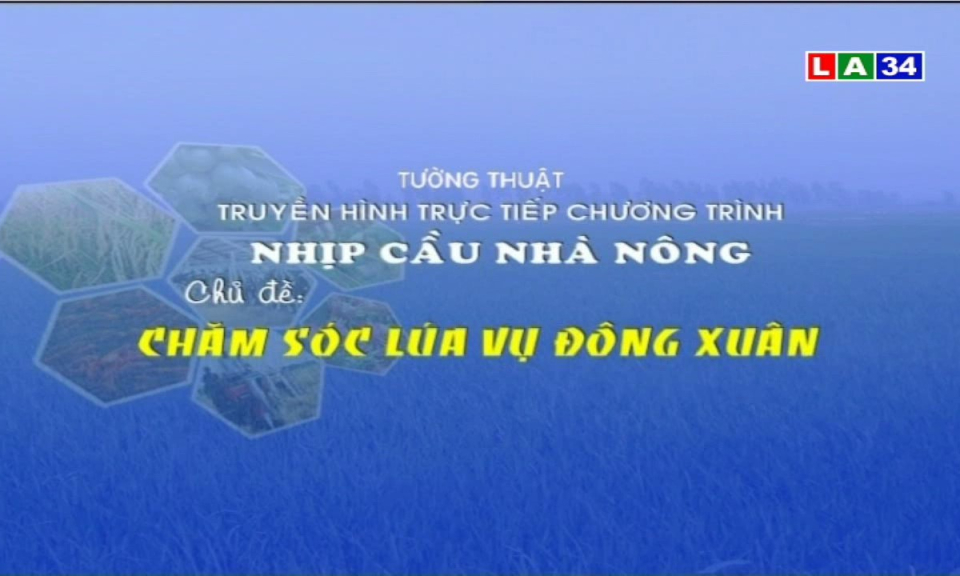 Nhịp cầu nhà nông: Chăm sóc lúa vụ đông xuân