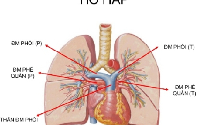 Năm cách phòng bệnh hô hấp hiệu quả khi trời lạnh