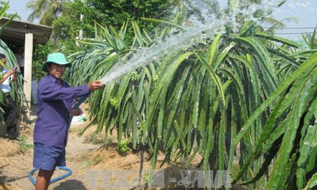 Cây làm giàu cho nông dân vùng đất khó Tiền Giang