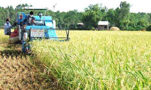 Giá lúa tăng nhưng năng suất kém nên nông dân lãi ít