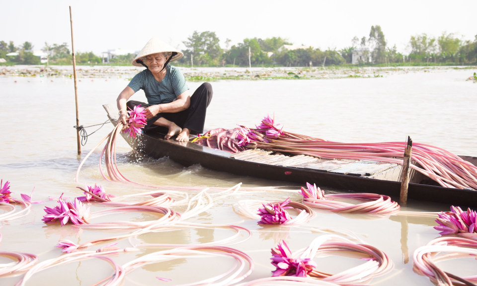 Long An thu hoạch bông súng nước mùa lũ