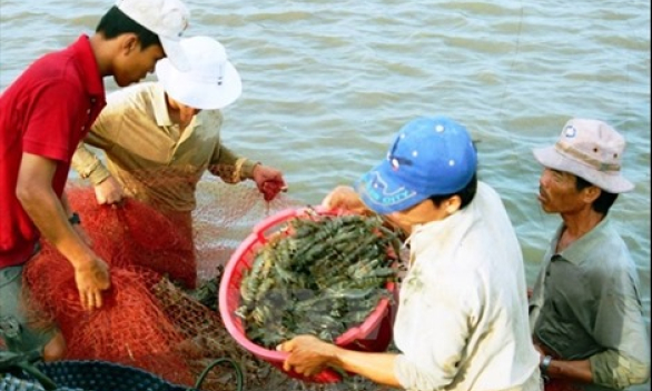 Thu hoạch tôm chạy bão, người dân Bạc Liêu bị thương lái ép giá