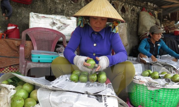 Xuất khẩu lô quả vú sữa Lò Rèn Vĩnh Kim đầu tiên sang Hoa Kỳ