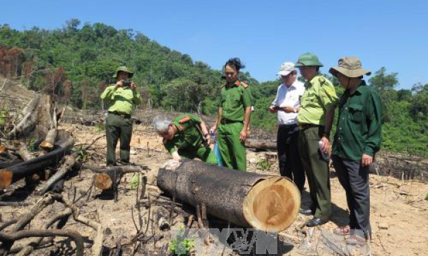 Sớm xét xử công khai vụ phá rừng tại An Lão, Bình Định