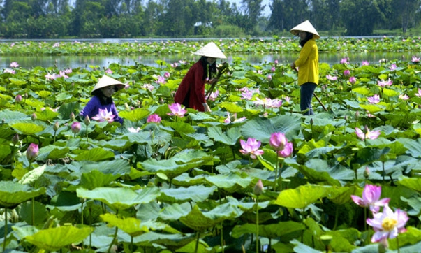 Tân Hưng: Giá sen tăng đột biến