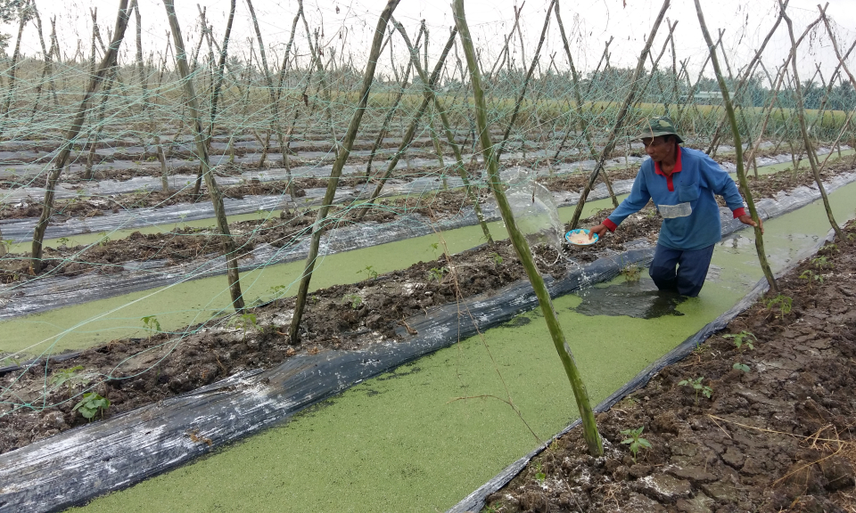 TP Tân An trồng rau phục vụ Tết