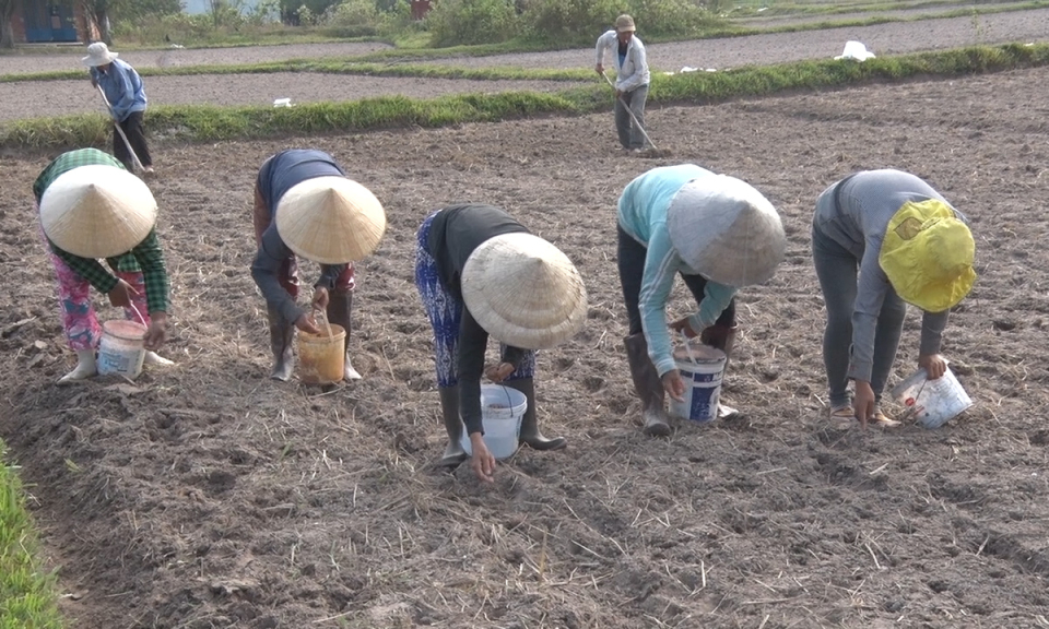 Nông dân Đức Hòa xuống giống vụ đậu phộng Đông Xuân