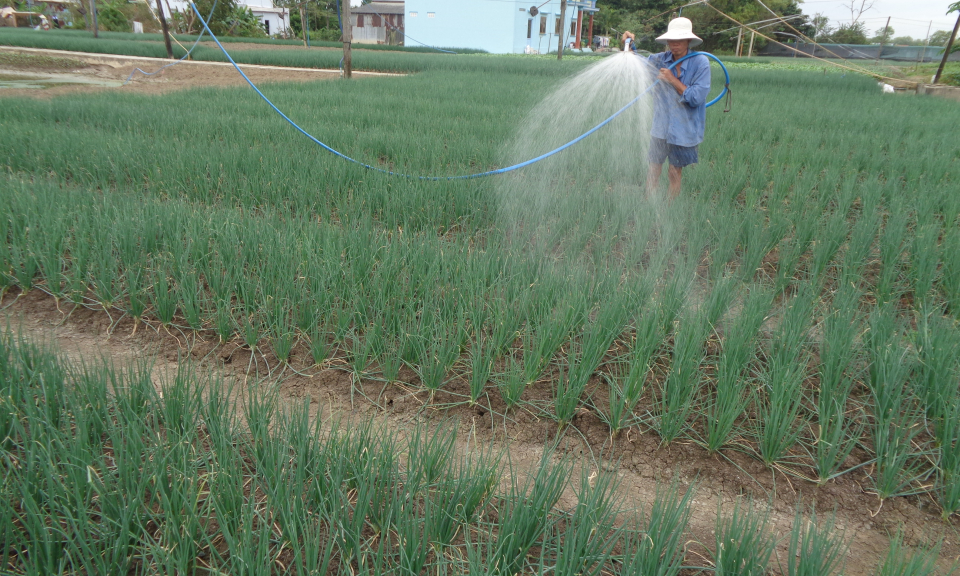 Nông dân Cần Giuộc tất bật chăm sóc rau màu đón tết