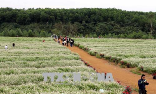 Đồi hoa tam giác mạch ở Nghệ An &#8216;hút&#8217; khách du lịch