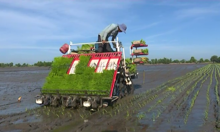 Triển khai mô hình gieo mạ khay, cấy lúa bằng máy vào sản xuất lúa