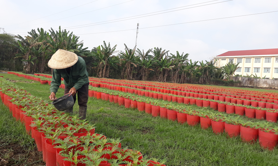 Tp.Tân An: nông dân vào vụ trồng hoa Tết