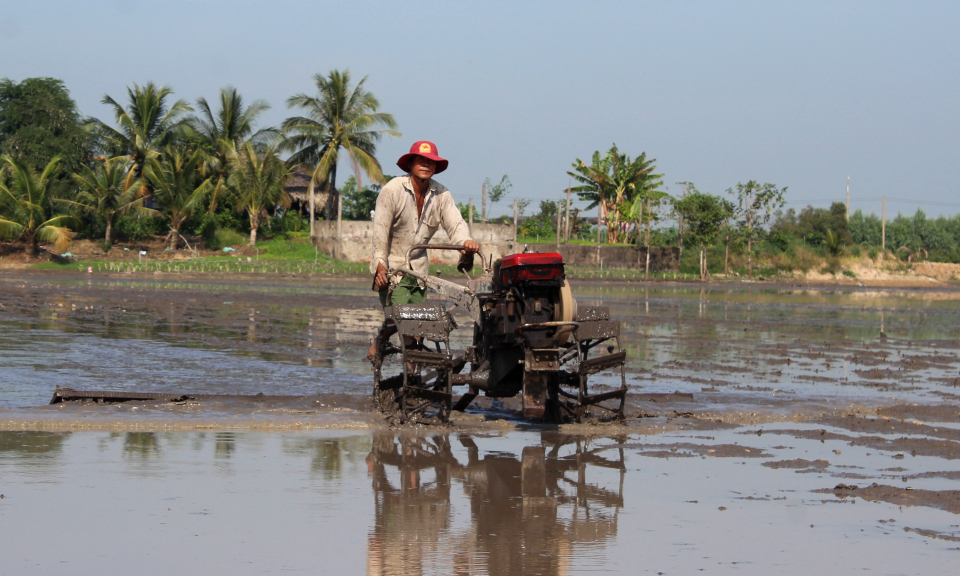 Mộc Hóa đã gieo sạ trên 21.500 ha lúa đông xuân