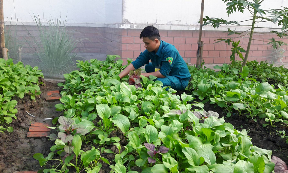 Vườn rau của các đơn vị trong lực lượng vũ trang huyện Bến Lức