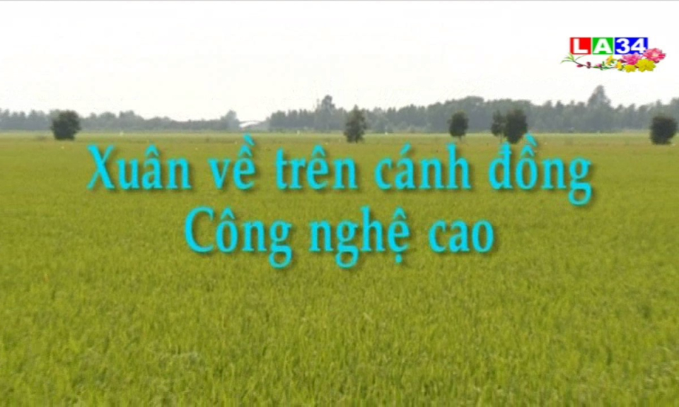 Phóng sự: Xuân về trên cánh đồng công nghệ cao