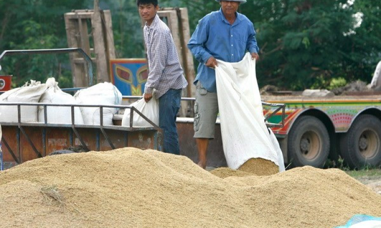 Thái Lan khuyến cáo nông dân không tăng sản lượng lúa gạo