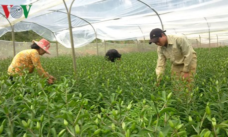 Hoa tươi trên cao nguyên Măng Đen hút hàng