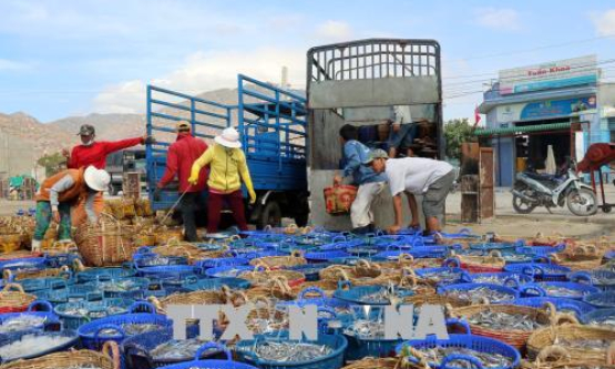 Ngư dân Ninh Thuận trúng đậm &#8216;lộc&#8217; biển đầu xuân