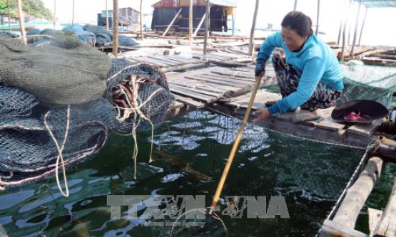 Phát triển nghề nuôi cá lồng bè trên biển