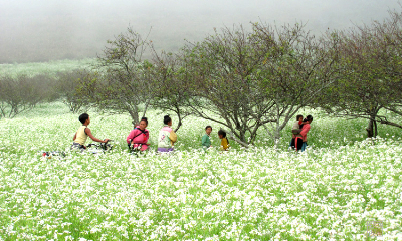 Mộc Châu: Thảo nguyên ngàn hoa