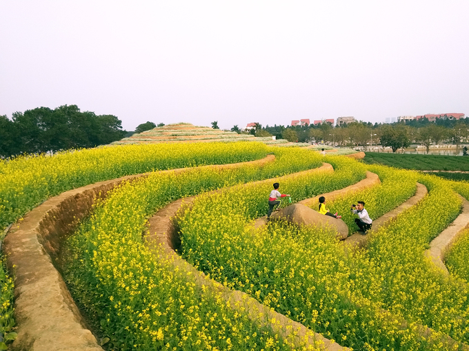 Ruộng hoa bậc thang 'gây sốt' ở Hà Nội