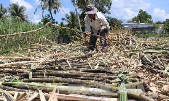 Mía đường trước áp lực khủng hoảng &#8216;thừa mà thiếu&#8217;