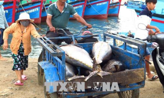 Phú Yên ngăn chặn khai thác hải sản bất hợp pháp