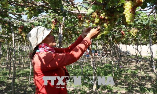 Tour du lịch vườn nho Thái An – Ninh Thuận hút khách