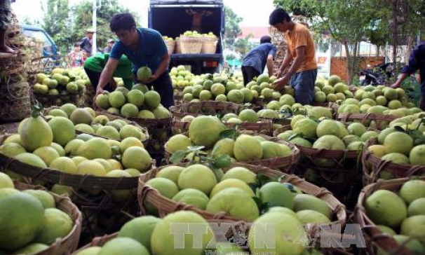 Nam Bộ sẽ chuyển đổi trên 120.000 ha cây trồng trên đất lúa