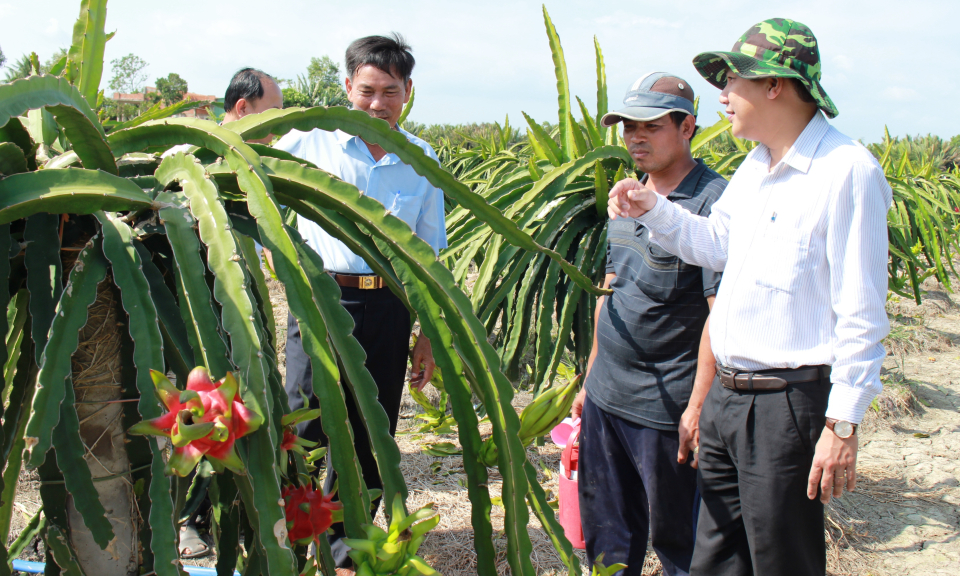 Cần Đước: mô hình trồng thanh long trên đất phèn mặn