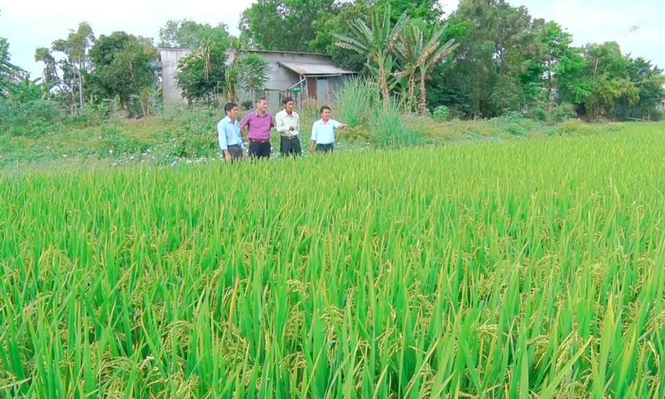 Lãnh đạo huyện Tân Thạnh kiểm tra tình hình sâu bệnh trên lúa