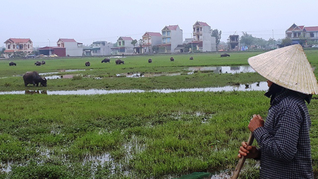 Thanh Hóa,thu phí trâu bò