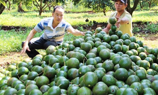 Người dân Đắk Nông đua nhau trồng bơ booth khiến quy hoạch bị phá vỡ