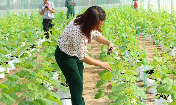 &#8216;Đất thép&#8217; Củ Chi vươn mình trở thành vùng nông nghiệp chất lượng cao