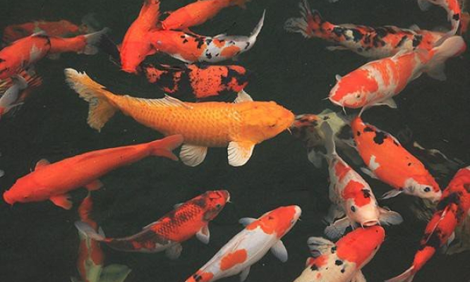 Ngất ngây ngắm hồ cá Koi Nhật Bản gần 10 tỷ tại Việt Nam