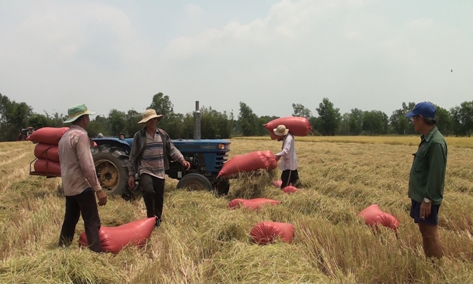 Nông dân Đức Hoà phấn khởi nhờ lúa Nếp trúng mùa