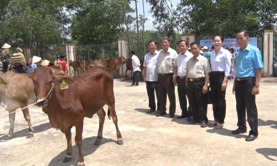 Đức Hoà: Trao tặng 30 con bò giống cho hộ nghèo xã Lộc Giang