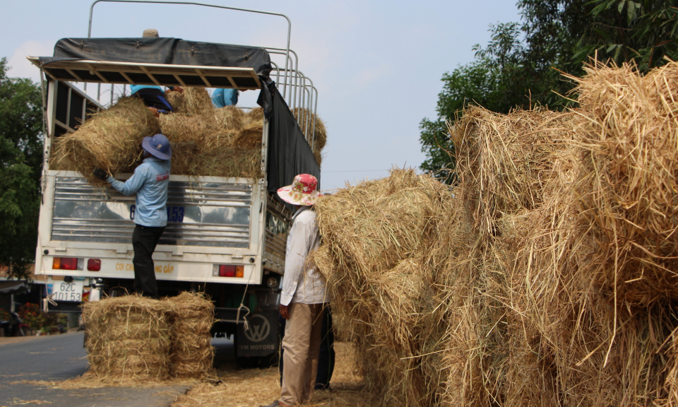 Phóng sự: Nhộn nhịp mùa rơm